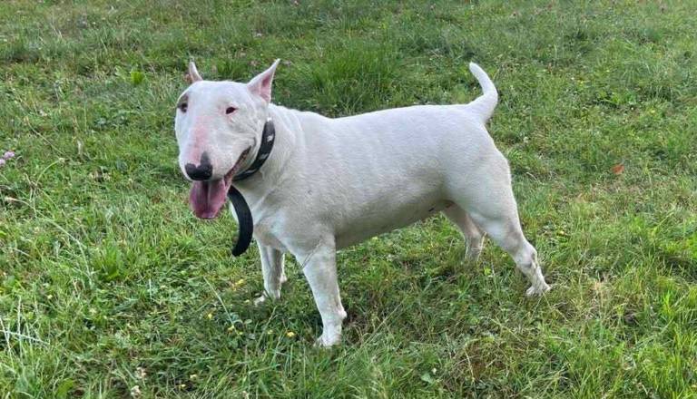 Zaradi primera psičke Madone, ki je bila vpletena v tragedijo v Miklavžu, vložili tožbo