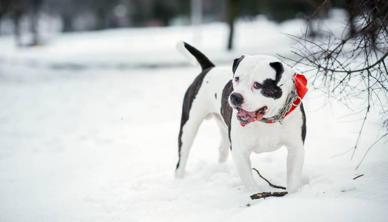 Mariborska občina poziva: V teh mrzlih dneh ne pozabimo na dobrobit živali