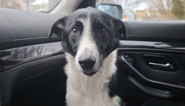 Čudež na Šmarni gori: Izgubljena psička Eli se je po šestih dneh sama vrnila domov