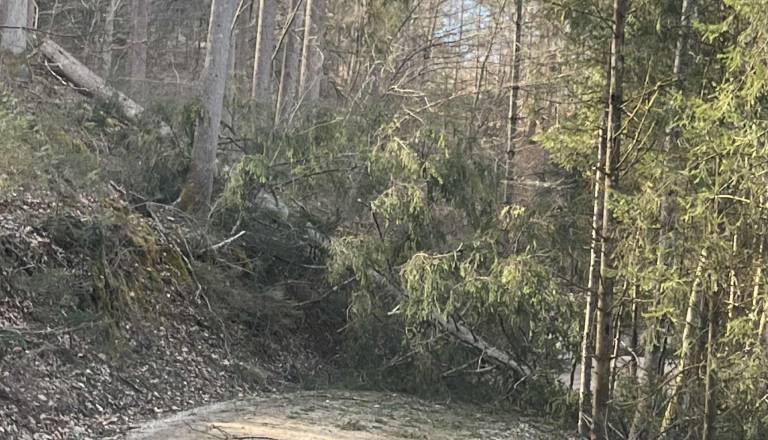 Pozor, zaradi sečnje zaprti priljubljeni rekreacijski poti v Kočevju