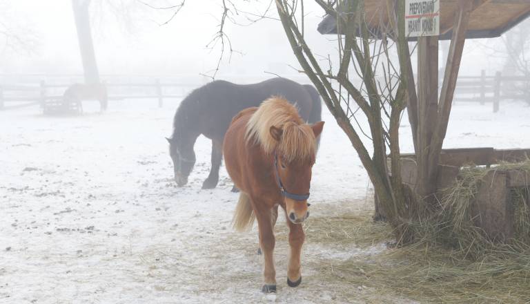 FOTO: Konjeniški center v Rakičanu našel novega najemnika, dvorec in hlevi pa v slabem stanju. Kakšni so načrti občine?