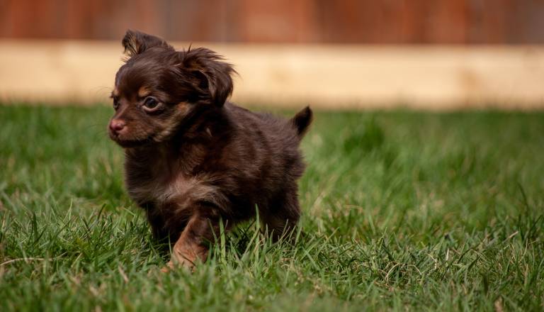 V Pomurju akcija sterilizacij in kastracij živali