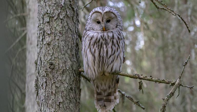 Klic na pomoč iz Poljčan, poškodovana sova potrebuje vašo pomoč