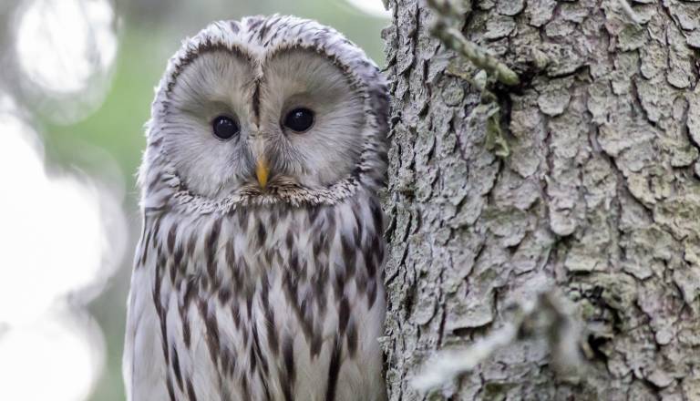 Poškodovana sova bije tekmo s časom, kdo lahko pomaga pri nujnem prevozu?