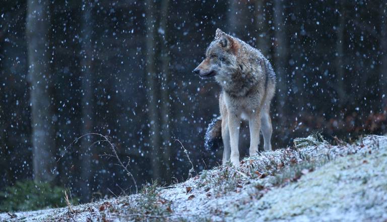Kaj nam prinaša volčja polna luna in zakaj bodo čustva močnejša