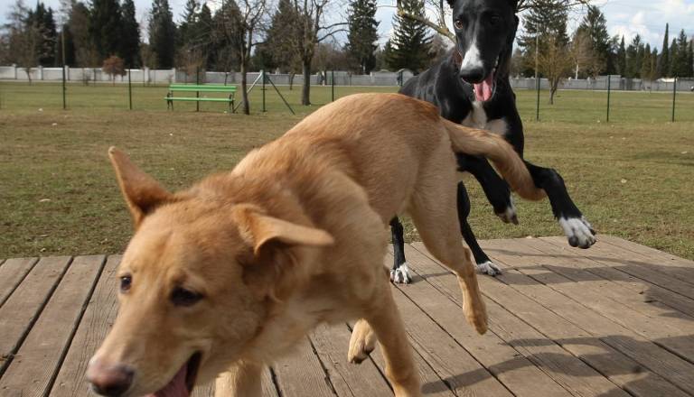 Na Viču edini nimajo pasjega parka: Janković lastnike pošilja na te lokacije