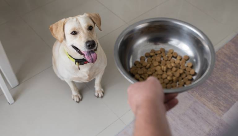Pozor! Odpoklicana suha hrana za pse