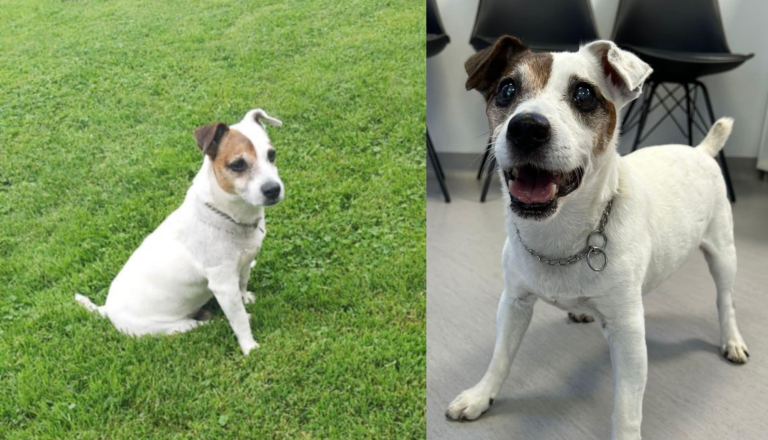 Poslovil se je kuža, ki je skoraj 17 let spremljal delo veterine 