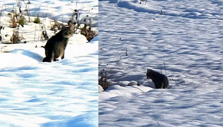 Skrivnostna žival ob Muri