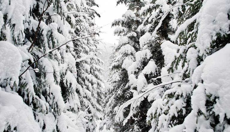 Danes oblačno, padavine se bodo proti večeru okrepile