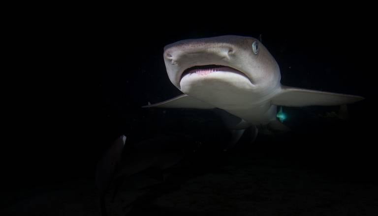 Morski pes ubil 12-letnega dečka, oblasti opozarjajo kopalce