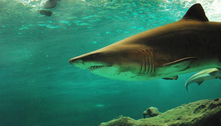 Morski pes ugriznil 12-letnika na Shark Beach, fant ni preživel