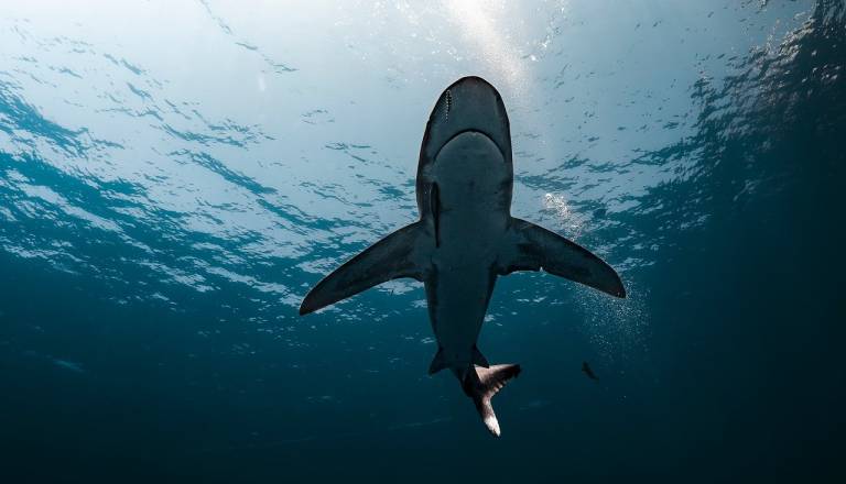 Tragični napad morskega psa v Sydneyju, 12-letni deček umrl