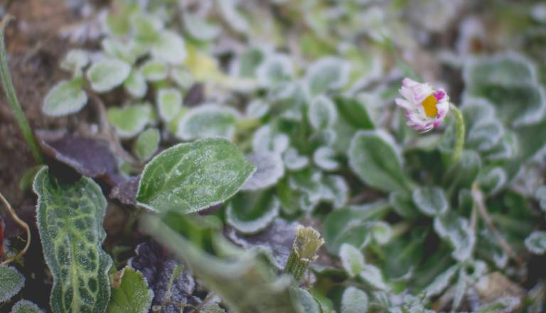 To so pogoste napake vrtičkarjev v zimskem času