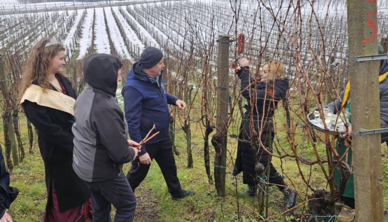 Tradicija, trta in druženje: Z rezom vinske trte na Ptuju začeli dela v vinogradih 