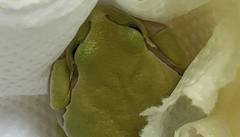 FOTO: V Kranju kupila solato, doma pa šok: V njej je našla žabo