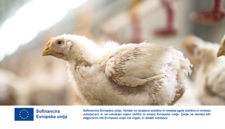 VIDEO: Tega še niste videli: Stopite v hlev prihodnosti na Goričkem, brez da zapustite svoj kavč