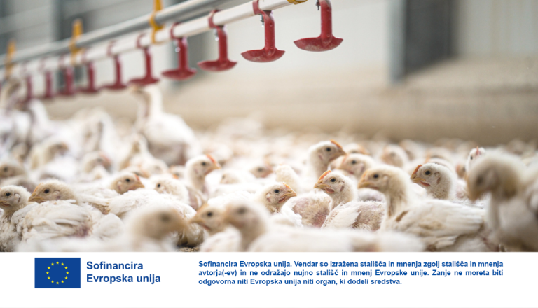 VIDEO: Kako izgleda hlev prihodnosti? Skočite na Goričko, brez da zapustite svoj kavč