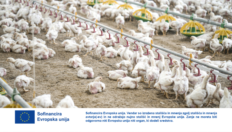 VIDEO: Vstopite v hlev prihodnosti, ne da zapustite svoj kavč