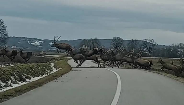 VIDEO: Takšnega prizora ne vidiš vsak dan! Čez cesto planilo ogromno krdelo jelenov