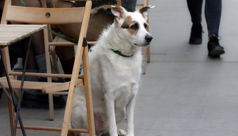 Pasji kakec na pločniku? Občina svetuje: Ujemite lastnika, sprožite postopek in pojdite na sodišče