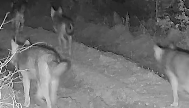 Osupljivo: Kamere v kočevskih gozdovih ujele skupino devetih volkov