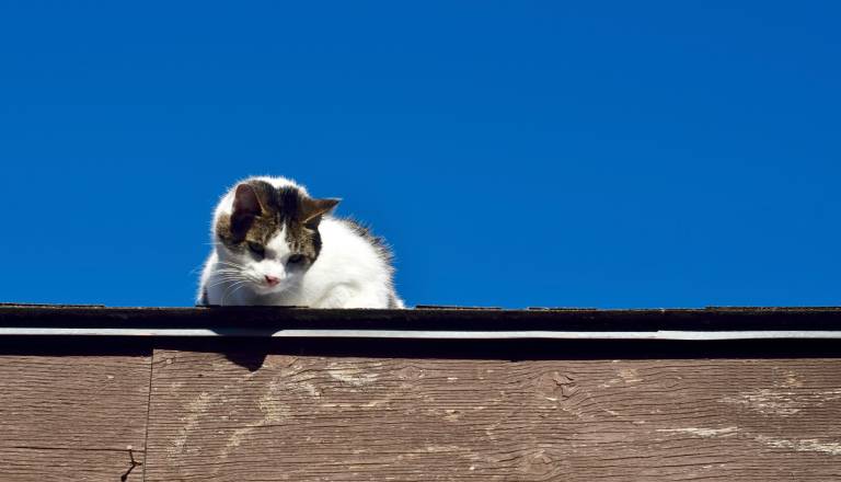 Gasilci v Brežicah pozno zvečer reševali mačka s strehe
