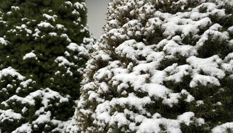 Slovenija pokrita s snegom? Preverite, kakšna je napoved