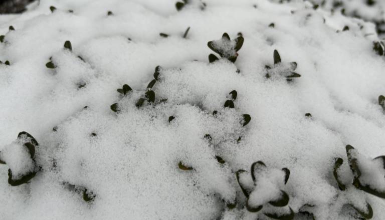 Bodite pripravljeni na sneg in veter: vikend bo hladen in nepredvidljiv