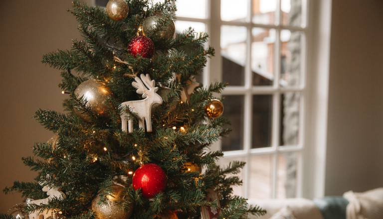 Nepridipravi posekali in ukradli okoli 15 smrek, škode za več kot dva tisočaka