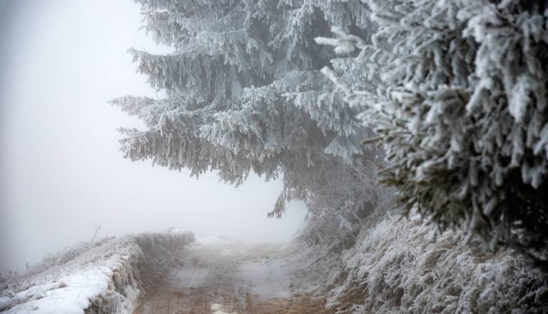 Slovenijo pobelil sneg, jutri vse do minus devet stopinj Celzija