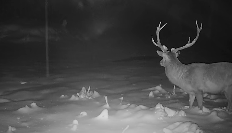 VIDEO: Kako je vedel? Jelen pobegnil še preden so se pojavili volkovi