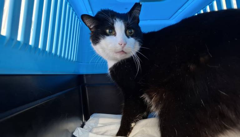 Filmska zgodba v Pomurju: Maček odšel od doma, našli so ga po dveh letih