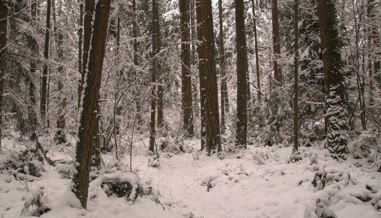 Smrt med sečnjo na Štajerskem, 41-letniku ni bilo pomoči