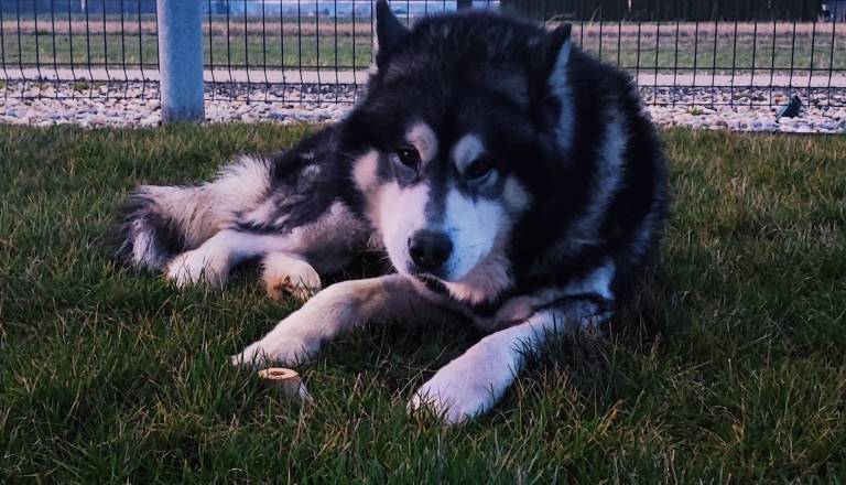V okolici Ptuja iščejo aljaškega malamuta Takannija. Ste ga kje videli?