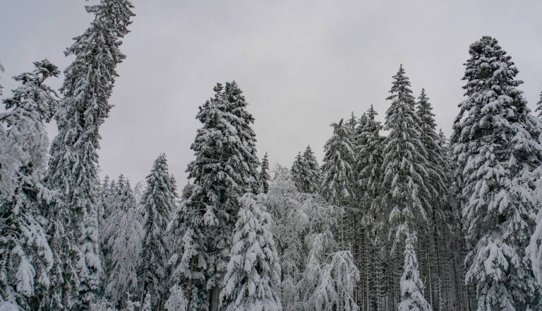 Pri sečnji lesa življenje izgubil 41-letnik