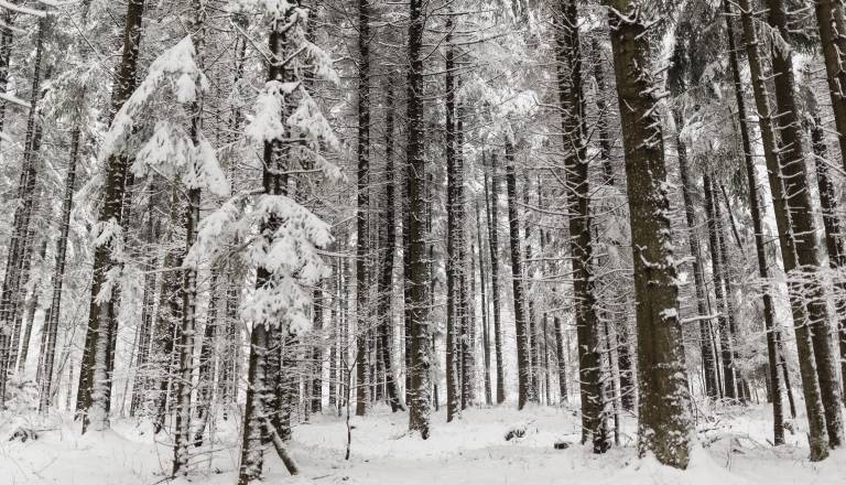 Usodna nesreča v gozdu, 41-letnik umrl pri sečnji lesa