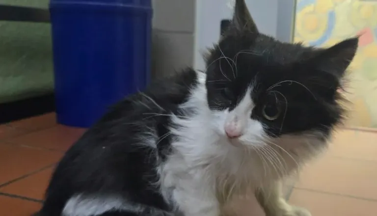 Mijavkanje razkrilo presenečenje: mucek brez hrane in vode potoval teden dni v tovornjaku