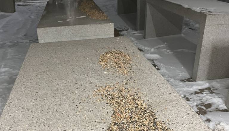 Dobra namera, a slaba izvedba: hranjenje ptic kar pod kočevsko tržnico?