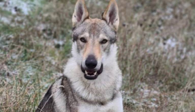 Obupana lastnika iščeta psa Akija: ponujata 10.000 evrov nagrade