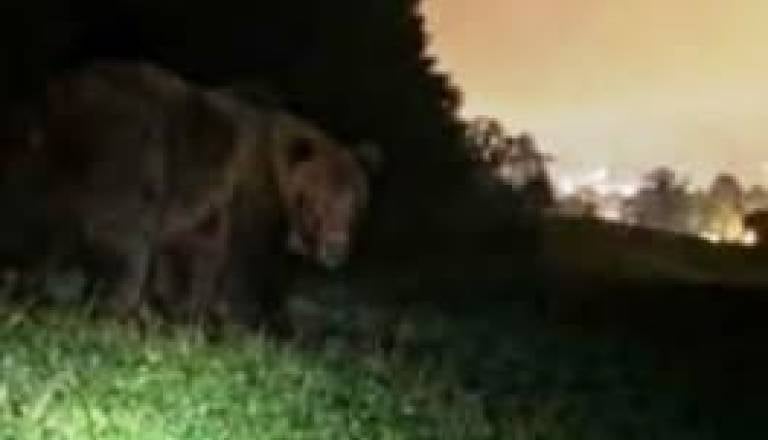 »Stvar je resna«: Medved naj bi se na Štajerskem približal hišam