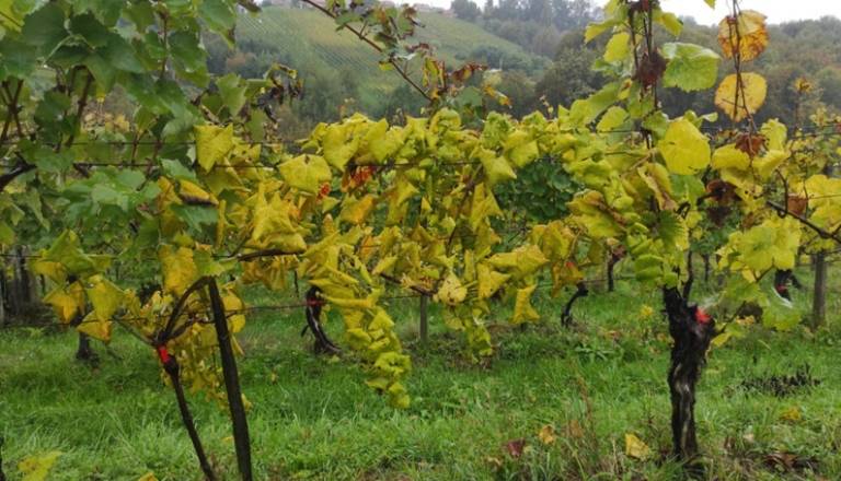 Grozdje letos odlične kakovosti, a pomurska strokovnjakinja svari pred nevarno boleznijo