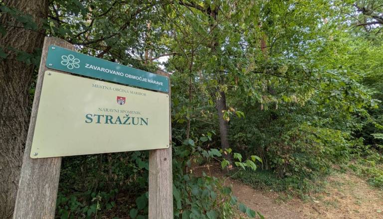 V mariborskem Stražunu se začenja sečnja dreves, obiskovalcem izdali pomembno opozorilo