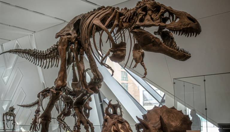 Veliko odkritje v Istri: Pod morjem našli ostanke še neznane vrste dinozavra