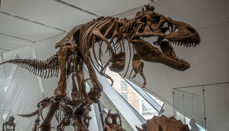 Veliko odkritje v Istri: Pod morjem našli ostanke še neznane vrste dinozavra