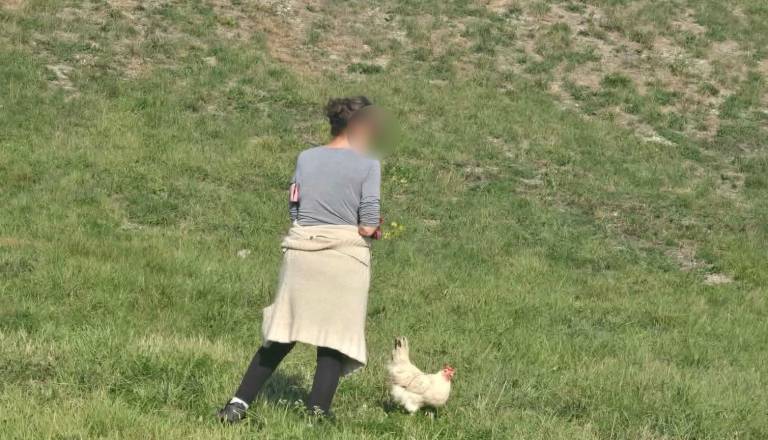 FOTO: Psi so očitno iz mode: Na mariborski Piramidi na sprehodu kar s kokoško