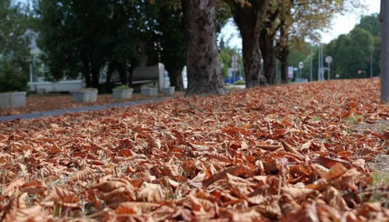 Raki bodo iskali mir, device skrbel denar, škorpijone pa čakajo stara nesoglasja