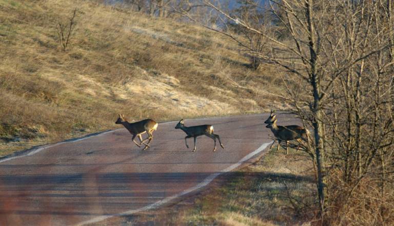 Na pomurskih cestah vse več trkov z divjadjo? Policija razkriva številke
