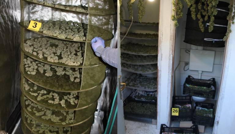 Hišna preiskava pri 59-letniku: Policisti zasegli večjo količino konoplje in pripomočke za gojenje