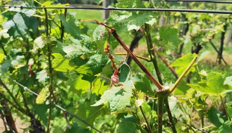 Zaplet pri sredstvih za vinogradnike